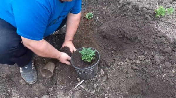 Высаживаю хризантему мультифлора.