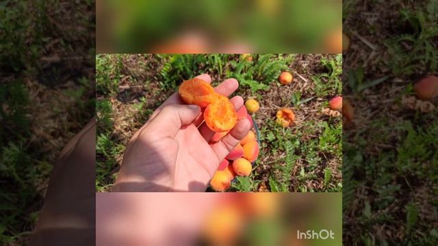 Абрикос "Саратовский Рубин". Вновь на высоте. смотреть онлайн