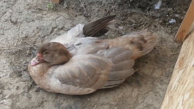 Мускусные утки - продажа птицы смотреть онлайн