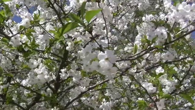 Footage ФУТАЖ 15 (ВИШНЯ В ЦВЕТУ) (Cherry Tree Flowers Blossoms)