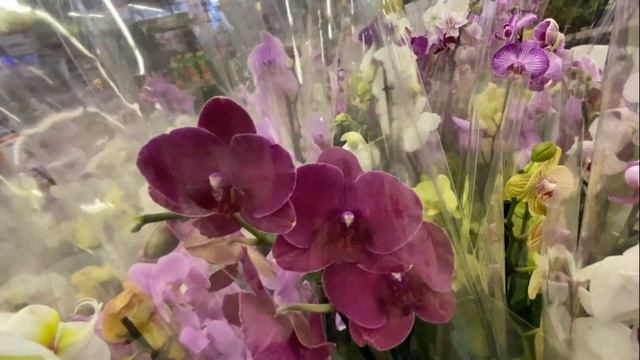 "ОБИ" "САДОВЫЙ РАЙ" ВСЁ ТЕ ЖЕ ВАНДЫ / КАК ТО ТАК... смотреть онлайн