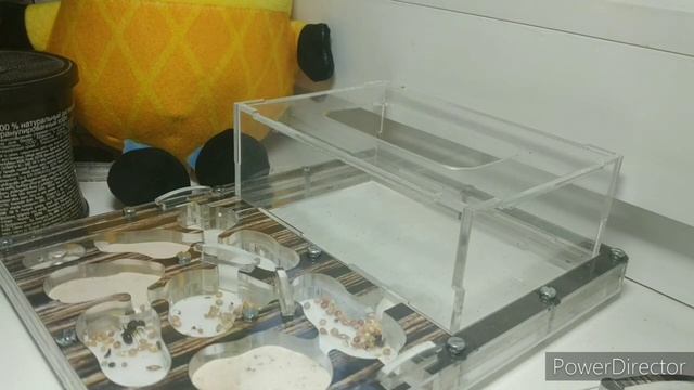 Муравьиная ферма часть N7 Песок смотреть онлайн