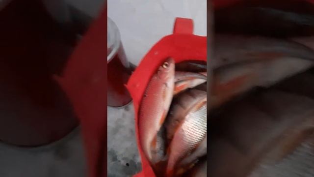 Открытие сезона твердой воды Бурятия (озеро Котокель) смотреть онлайн