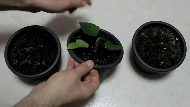 STELLA DI NATALE USA UNA CANDELA PER FARLA RIPRODURRE FIORIRE EUPHORBIA PULCHERRIMA POINSETTIA CUR смотреть онлайн