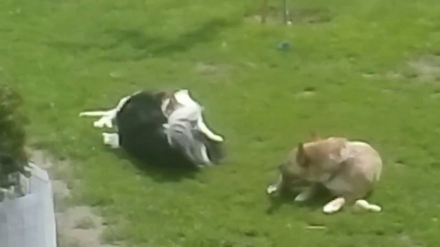 Пока мужчины отдыхают,у женщин занимательная беседа. смотреть онлайн