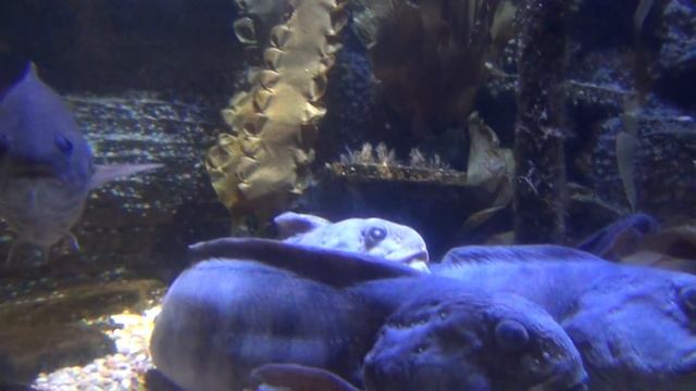 Рыбка плавает по дну - не поймаешь ни одну! смотреть онлайн