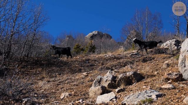 Dağın Eteklerinde Yayla Yaşamı- Köye Yaklaşan Kış | Belgesel-4K