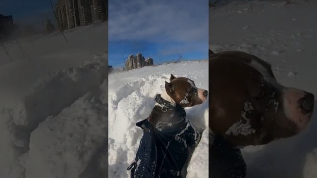 Амстафф Локи 2 года | Сугроб Сломал Комбинезон | Стаффорд | Amstaff смотреть онлайн