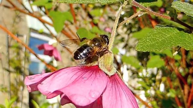 Anisodontea Capensis and Drone Flies смотреть онлайн
