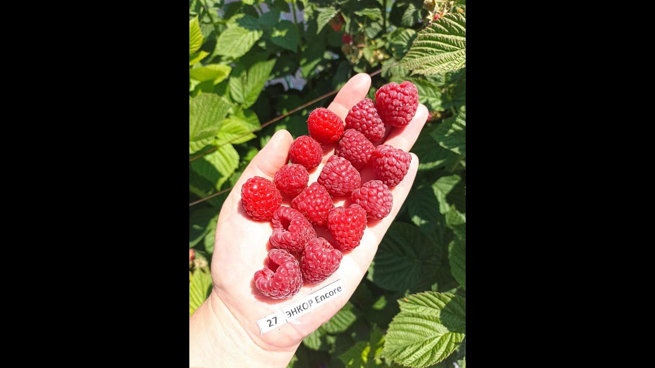 ЭНКОР среднеспелый сорт малины летнего срока плодоношения смотреть онлайн