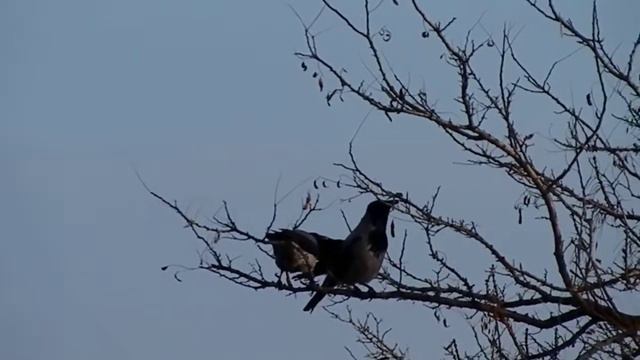 2015-01-16 Парочка ворон - "Почухай мне спинку пжалиста!" смотреть онлайн