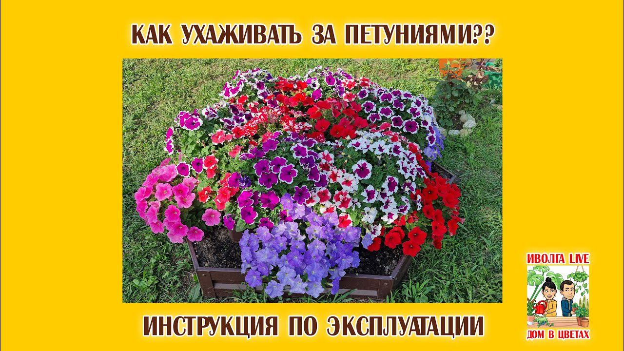 Как ухаживать за петуниями на юге. Большой гайд. смотреть онлайн