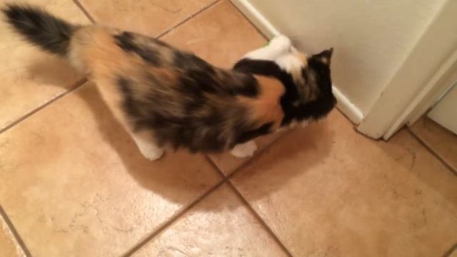 Kichi's Review: Go! Cat Go! Play-n-Treat Ball Toy смотреть онлайн