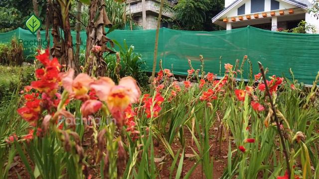 Money blooming gladiolus flowers/പണം വിരിയുന്ന ഗ്ലാഡിയോലസ് പൂക്കൾ /ഗ്ലാഡിയോലസ് കേരളത്തിലും смотреть онлайн