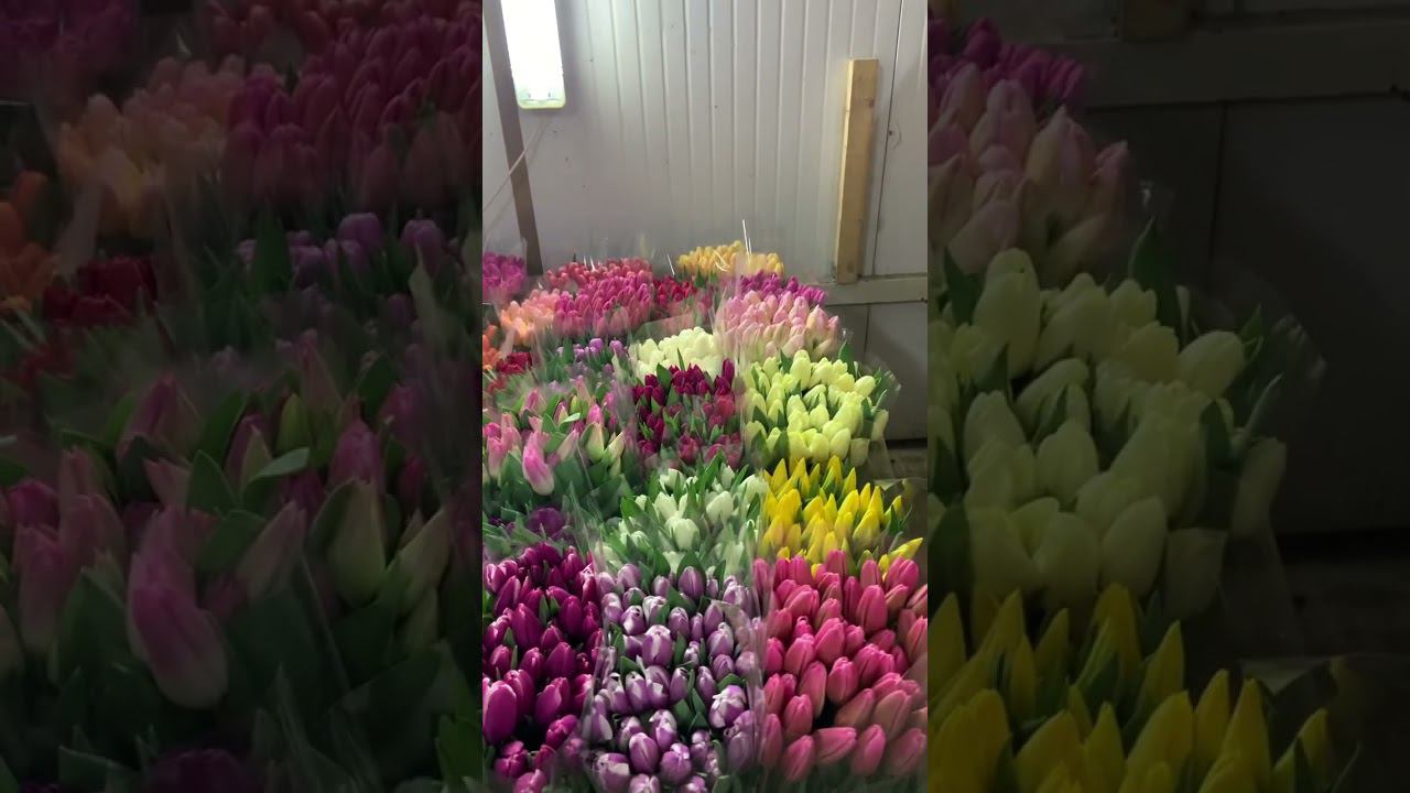 Ставь + чтобы получить прайс на луковицу тюльпанов