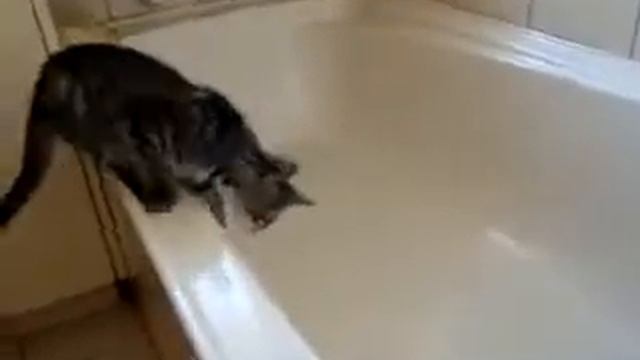 Кот попался смотреть онлайн