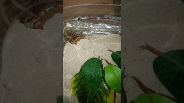 Solifugae (camel spider) again смотреть онлайн