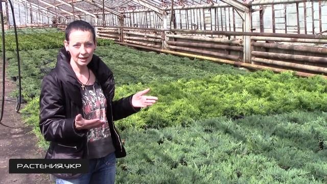 Можжевельник казацкий Рокери Джем / Можжевельник посадка и уход / хвойные растения смотреть онлайн