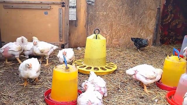 Утка St5 взвешивание. Сколько корма съели? В каком возрасте убирать мускусную утку?