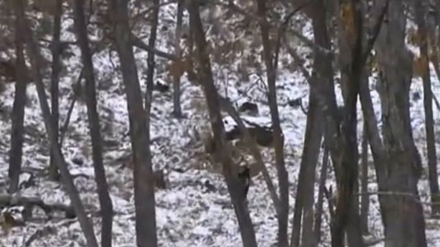 Амур и Тимур (догонялки - архив) смотреть онлайн