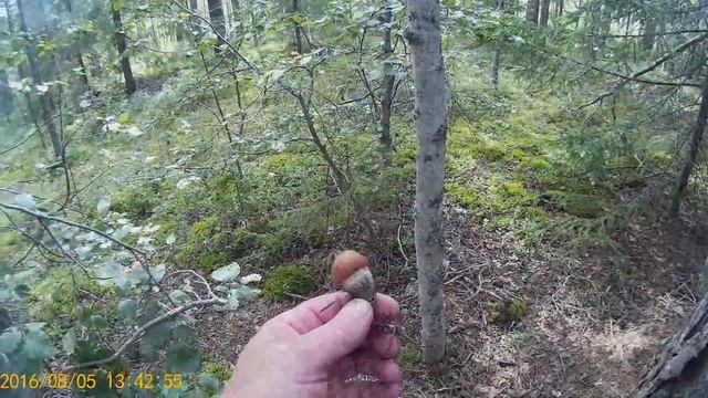 грибы смотреть онлайн