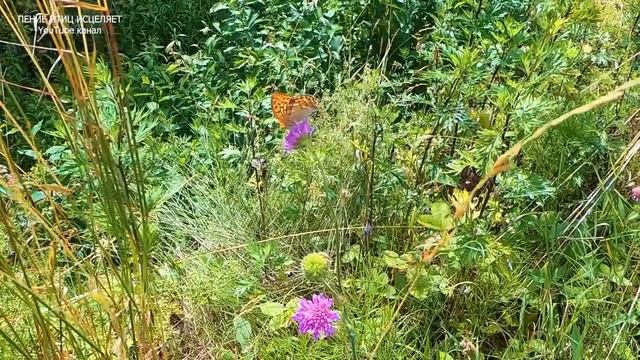 ЗВУКОВАЯ ВИБРАЦИЯ ПЕНИЯ ПТИЦ ПОЛОЖИТЕЛЬНО ВЛИЯЕТ НА ВЕСЬ ОРГАНИЗМ.УХОДЯТ ТРЕВОГИ,ИСЦЕЛЯЕТСЯ ТЕЛО. смотреть онлайн