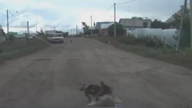 Коты избили собаку смотреть онлайн