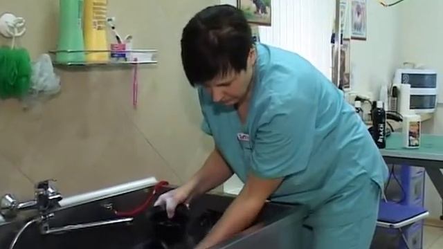 Подготовка к выставке Цвергшнауцера смотреть онлайн