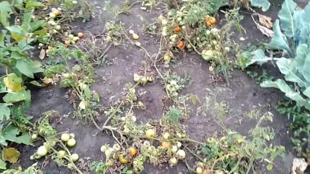 Томат Шедевр ранний!!! Скоро будут семена смотреть онлайн
