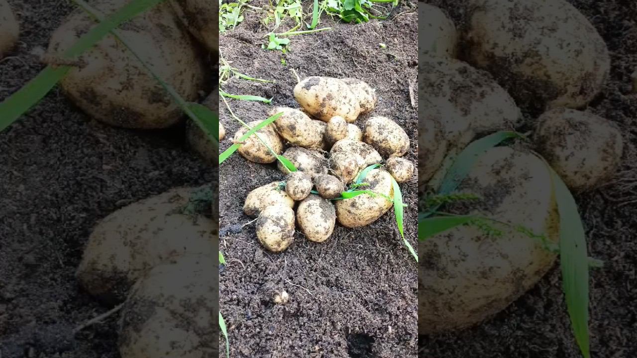 говорили не вырастет #дом #картошка #огород#shorts смотреть онлайн