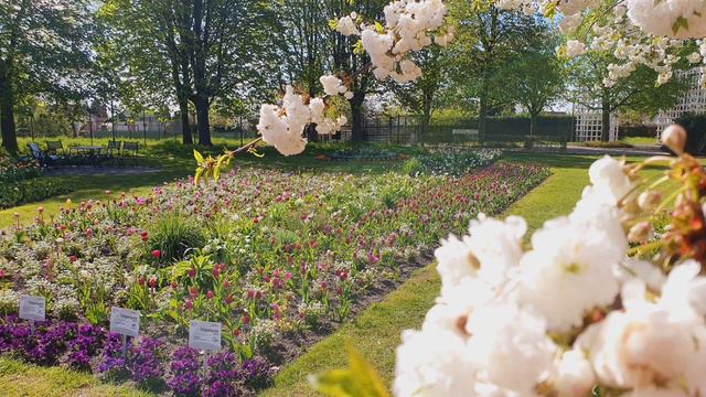 Britzer Garten ( Tulpen Ausstellung) Berlin Выставка тюльпанов Бритцер парк Берлин смотреть онлайн