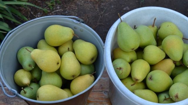 Сорт груши - Флейта смотреть онлайн