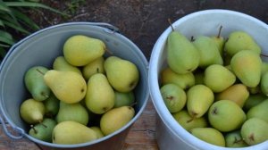 Сорт груши - Флейта