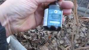 ЭЛЕУТЕРОКОКК - ЗАЩИТНИК И СТИМУЛЯТОР ИММУНИТЕТА