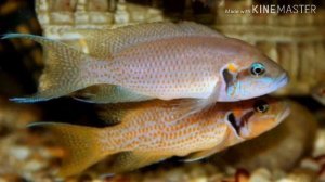 ПРИНЦЕССА БУРУНДИ(ОБЗОР)