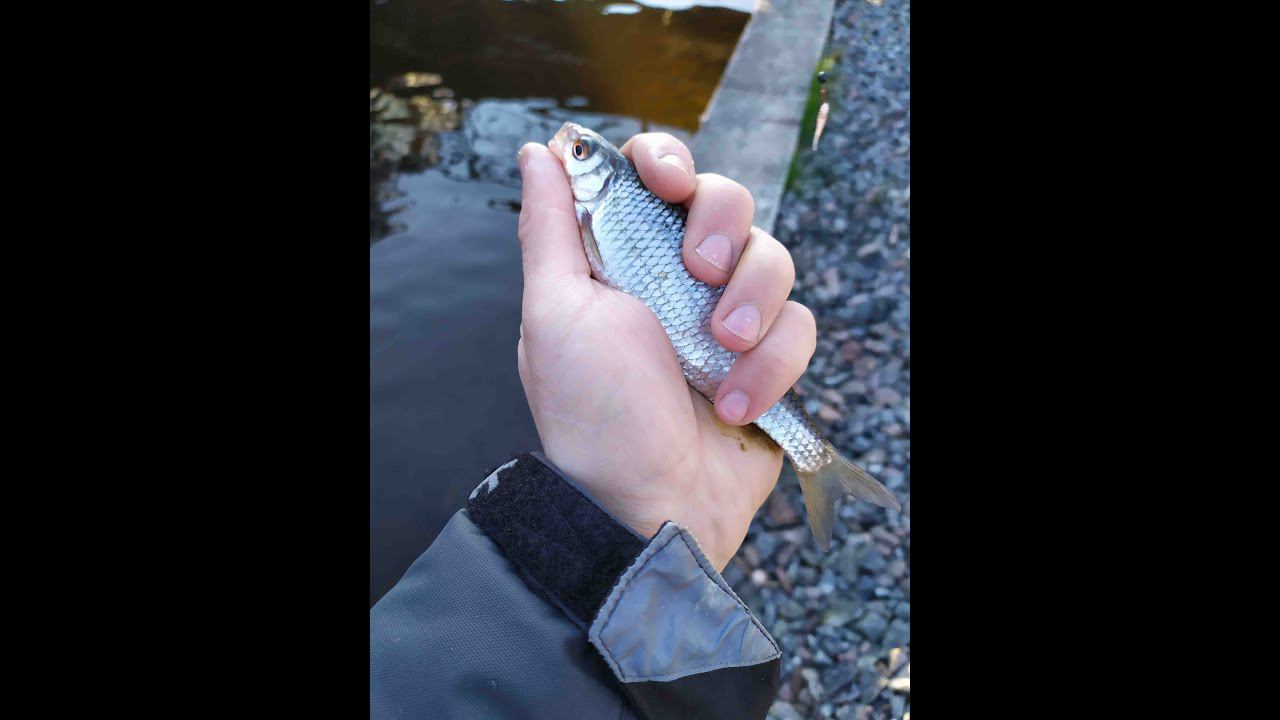 #140 Мормышинг | Blue Crystar 56 Finder | Безнасадка