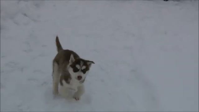 СЕРАЯ И КОРИЧНЕВАЯ ХАСКИ=2.wmv смотреть онлайн