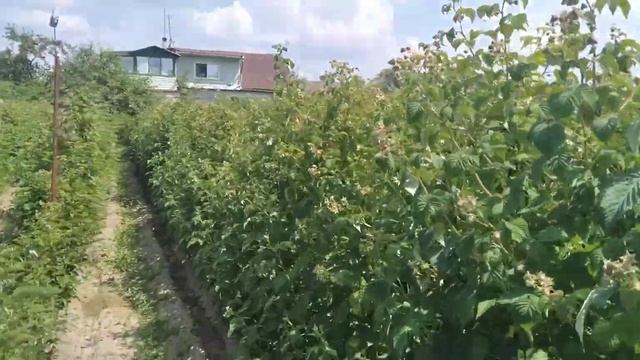 ежевика-малина 28 июня 2022г. обзор смотреть онлайн