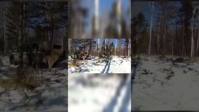 Тигрицу выпустили на волю. #тигр #воля #свобода #лес #тайга #сибирь #амурскийтигр #звери #страх смотреть онлайн