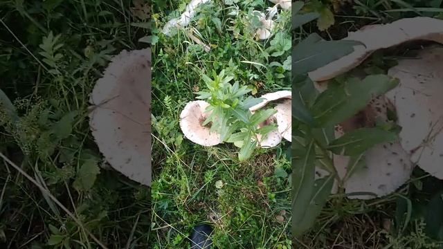 Волшебные грибные тропы