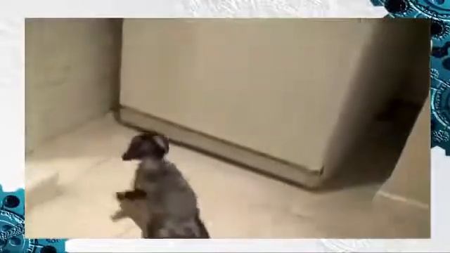 ПРИКОЛ КОШКА И ХОЛОДИЛЬНИК смотреть онлайн