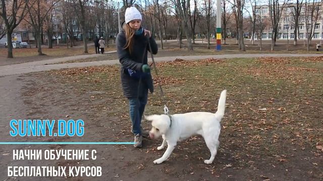 как правильно начать дрессировать собаки? примеры из практики смотреть онлайн