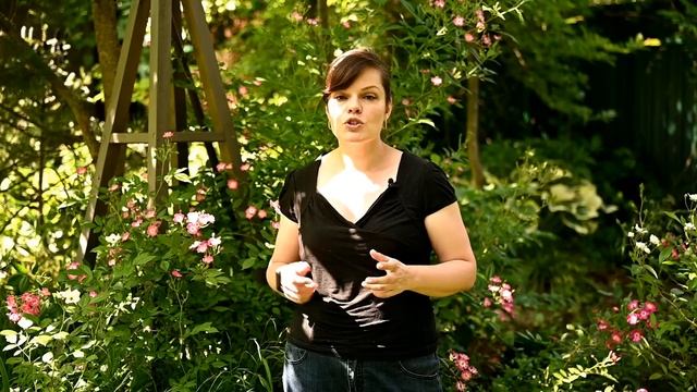 Как я лечу розы от болезней/ Розы в саду - продолжение смотреть онлайн