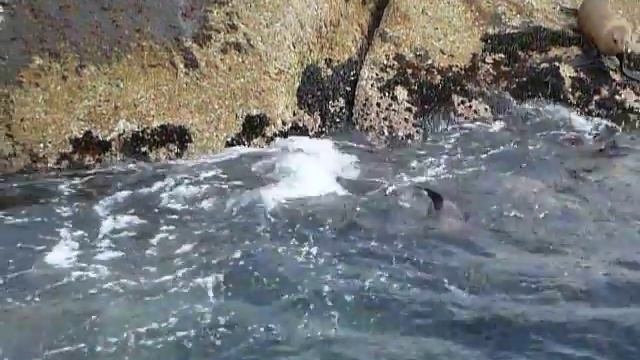 seals at haut bay смотреть онлайн