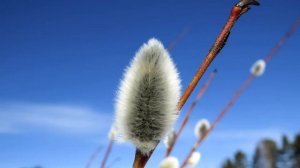 Когда правильно освящать вербу? Чудодейственные свойства освящённой вербы!