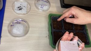 Выращиваем Опунцию дома // Planting Opuntia at home // Опунция из семян