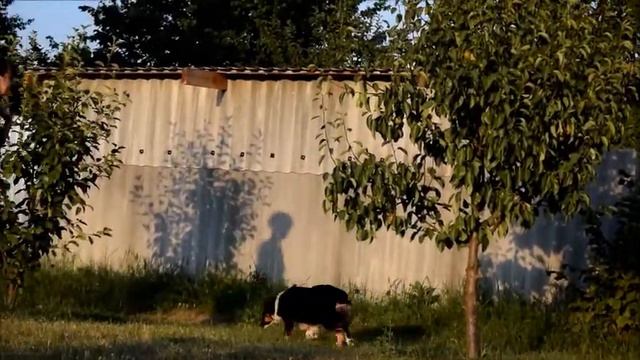 АУССИ Лакшери Штерн УЛЬЧИ ХАНУМ 6 месяцев Ричи и Ася 16082018 смотреть онлайн