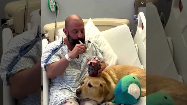Собака была рядом со своим хозяином в больнице смотреть онлайн