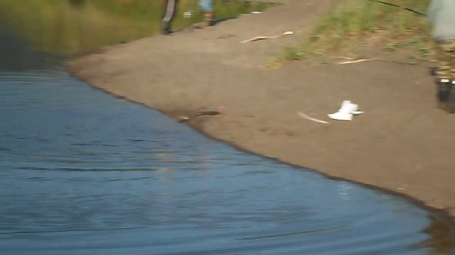 Дед поймал рыбку! Южно-Сахалинск. смотреть онлайн