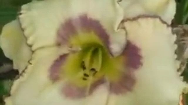 Лилейник daylily CASSOWARY FLIGHT смотреть онлайн